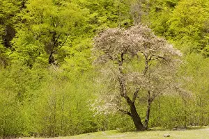 Oriental / Wild Apple - probable ancestor of modern apples - wild in the Great Caucasus, Georgia