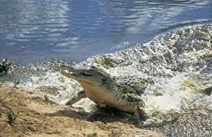 Images Dated 26th January 2005: Orinoco Crocodile