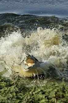 Images Dated 21st April 2004: Orinoco Crocodile - Female jumping out of the water to protect nest situated on riverbank