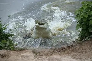 Orinoco Crocodile - Female jumping out of water to protect her nest in river bank Hato El Frio. Venezuela Crocodilus intermedius