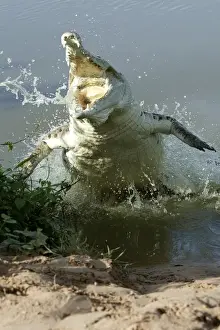 Venezuela Prints: Orinoco Crocodile - Female jumping out of the water to protect nest situated on riverbank