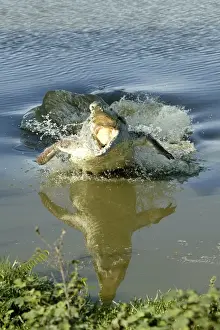 Orinoco Crocodile - Female jumping out of the water to protect nest situated on riverbank. Ilanos Venezuela