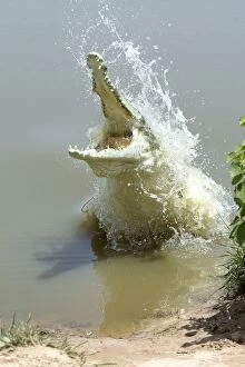 Orinoco CROCODILE - female jumps out of the water to protect nest in the riverbank