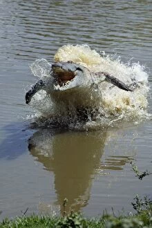 Images Dated 19th April 2004: Orinoco Crocodile - female lunging out of water to protect nest in bank Hato El Frio, Venezuela