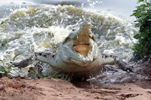 Images Dated 18th April 2004: Orinoco Crocodile - female lunging out of water to protect nest in bank Hato El Frio, Venezuela