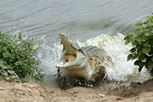 Orinoco CROCODILE - female lunging out of water to protect nest in bank