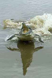 Images Dated 23rd April 2004: Orinoco Crocodile - female lunging out of water to protect nest in bank Hato El Frio, Venezuela