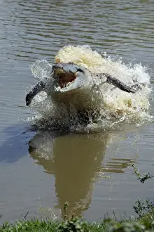 Charging Prints: Orinoco Crocodile - female lunging out of water to protect nest in bank Hato El Frio