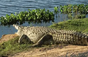 Orinoco Crocodile FG 12092 Endangered species, Venezuela Crocodylus intermedius © Francois Gohier / ardea. com