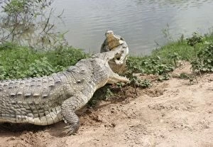 Images Dated 21st April 2004: Orinoco crocodile - two fighting Hato El Frio, Venezuela