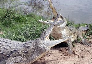 Images Dated 21st April 2004: Orinoco crocodile - two fighting Hato El Frio, Venezuela