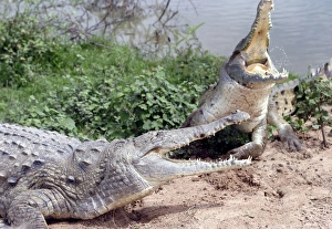 Images Dated 21st April 2004: Orinoco crocodile - two fighting Hato El Frio. Venezuela