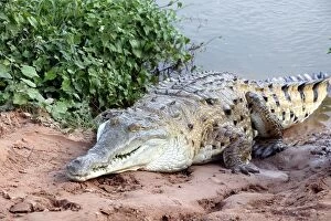 Images Dated 18th April 2004: Orinoco crocodile Hato El Frio, Venezuela