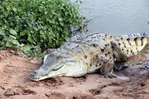 Venezuela Prints: Orinoco crocodile Hato El Frio, Venezuela