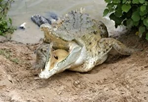 Images Dated 21st April 2004: Orinoco crocodile - mother jumps out of the water to protect nest in bank Hato El Frio. Venezuela