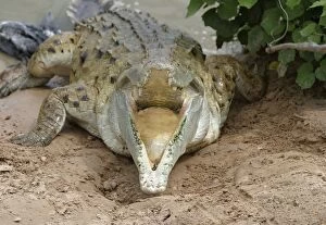 Orinoco CROCODILE - mother jumps out of the water to protect nest in bank