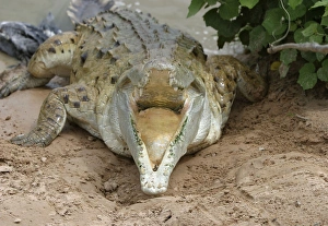 Images Dated 21st April 2004: Orinoco crocodile - mother jumps out of the water to protect nest in bank Hato El Frio. Venezuela
