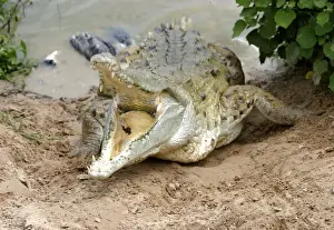 Orinoco crocodile - mother jumps out of the water to protect nest in bank Hato El Frio. Venezuela