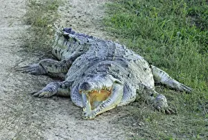 Venezuela Prints: Orinoco Crocodile - with mouth open - Venezuela
