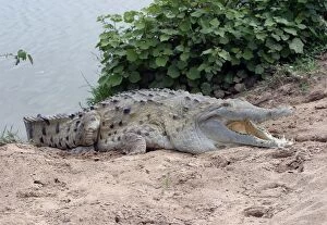 Images Dated 21st April 2004: Orinoco crocodile - on riverbank Hato El Frio, Venezuela