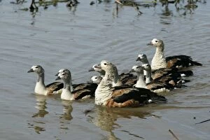 Orinoco GEESE - group in water
