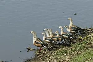 Orinoco Goose