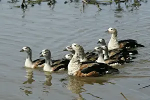 Orinoco Goose