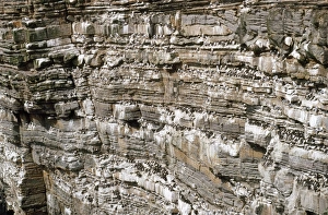 Images Dated 9th February 2007: Orkney - bird cliffs