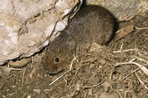 Images Dated 28th July 2006: Orkney Vole