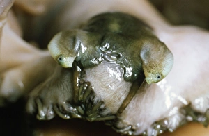 Images Dated 31st August 2007: Ormer Fish - head & eyes UK