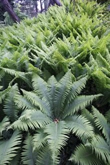 Images Dated 19th May 2010: Ornamental Fern - in park - Hessen - Germany