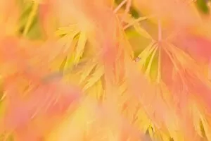 Ornamental maple - yellow and red coloured ornamental maple leaves in autumn