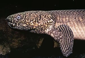 Images Dated 8th March 2005: Ornate Bichir Upper Congo River, Africa