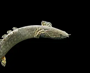 Freshwater Prints: Ornate bichtr – side view black background tropical freshwater Central Africa 002064