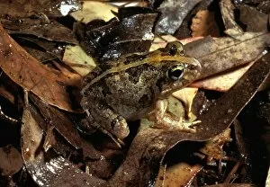 Leaf Litter Gallery: Ornate burrowing frog