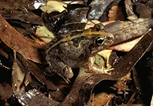 Leaf Litter Prints: Ornate burrowing frog