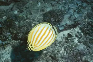 Butterflyfish Prints: Ornate Butterflyfish - Indo pacific - Great Barrier Reef - Australia