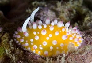 Images Dated 5th September 2007: Ornate Cadlinella Nudibranch with pink-tipped white