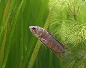 Ornate ctenopoma - side view, tropical freshwater Zaire 002799