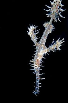 Images Dated 3rd January 2014: Ornate Ghostpipefish Angel's Window dive site, Lembeh