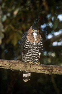 Ornate Hawk Eagle