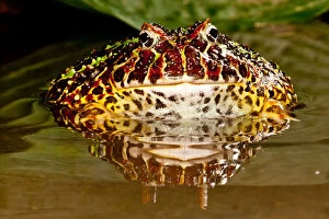 Ornate Horn Frog, Ceratophrys ornata, Native