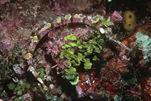 Sponges Prints: Ornate Pipefish - Hiding against sponges and Calcareous alga Banda Island