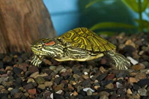Images Dated 23rd August 2012: Ornate Red Ear Slider, Trachemys scripta