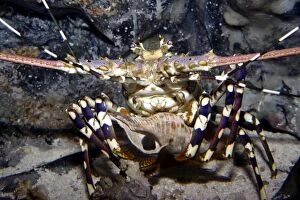 Ornate rock lobster