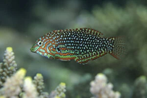 Images Dated 25th February 2019: Ornate Wrasse - Dili Rock East dive site, Dili, East Timor (Timor Leste) Date: 25-Feb-19