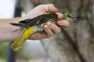 Ornithologist ready to release ringed bird at A
