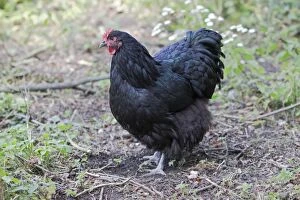 Images Dated 19th August 2011: Orpington Black Domestic chicken breed Essex, UK BI021190