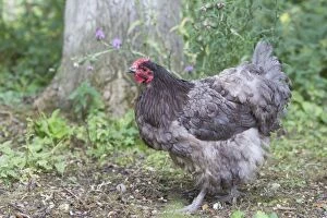 Images Dated 19th August 2011: Orpington Blue Domestic chicken breed Essex, UK BI021192