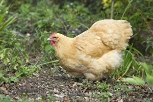Agricuture Gallery: Orpington Buff - Domestic chicken breed